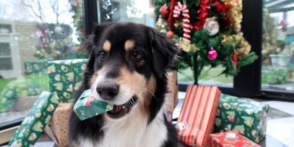 Abandons animaux cadeaux