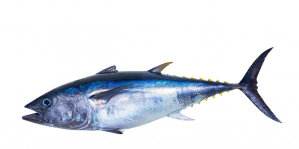 blauwvintonijnen