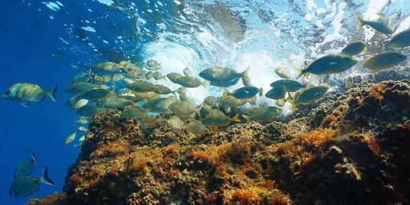 poissons océans