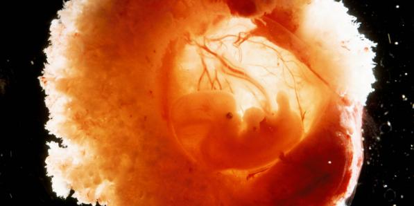 embryo's