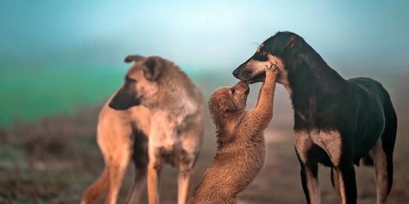 animaux