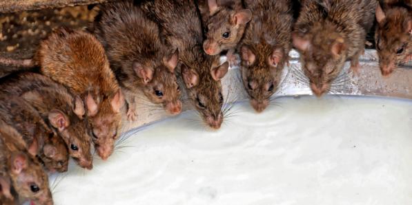rats