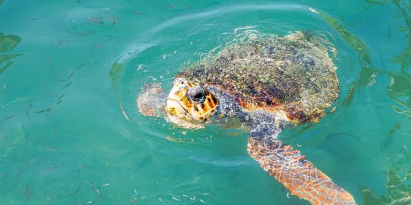 tortues marines