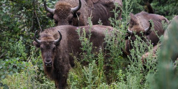 troupeau de bisons d'Europe