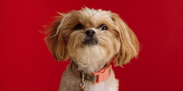 populairste hondennamen