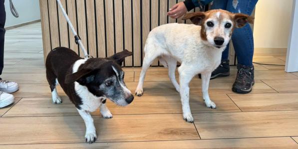 Shanelle et Tania à l'adoption à Liège