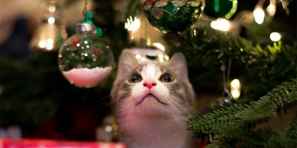 kerstboom huisdier