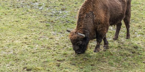 Wisent