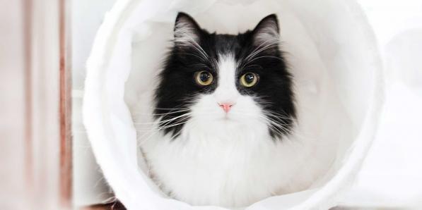 basisbehoeften kat
