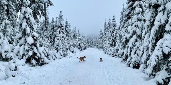 sneeuw-ardennen_