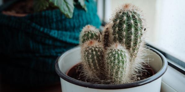 Cactus in de winter