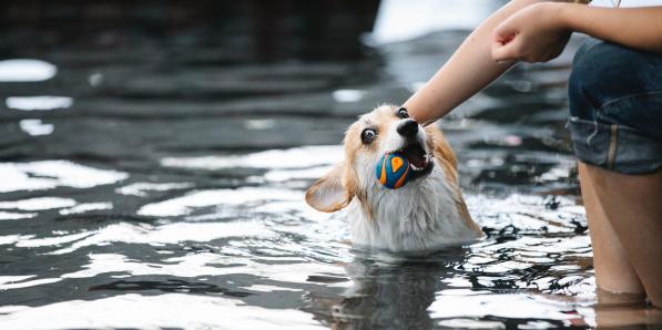 Aqua Dog in Luik