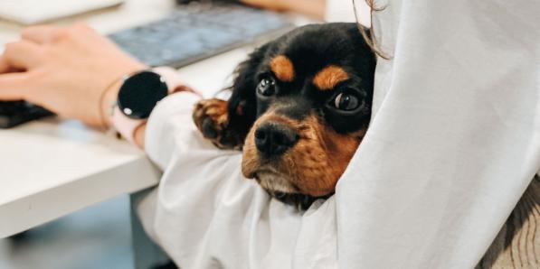 hond op het werk