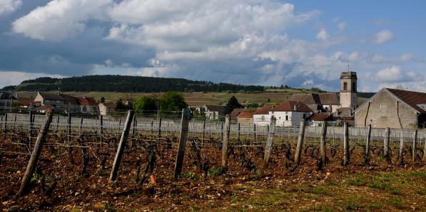 Vignobles de beaune.