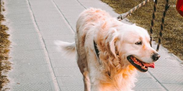 hittegolf hond
