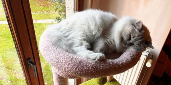 hack dierenhaar verwijderen