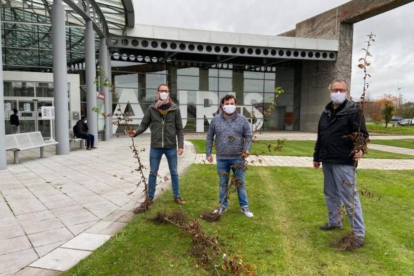 Stijn Fertin van de groendienst, schepen Valentijn Despeghel en milieuambtenaar Lieven Stubbe met enkele exemplaren van de gratis bomen die op 12 december uitgedeeld zullen worden. (Foto TOGH)