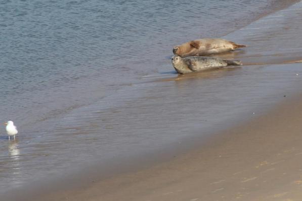 De burgemeester wil de zeehonden beschermen.©MYRIAM VAN DEN PUTTE MVPO