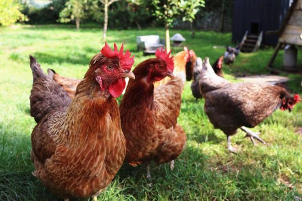 Subsidies voor de aankoop van kippen zijn niet meer mogelijk.©Tom Brown / EyeEm Getty Images/EyeEm
