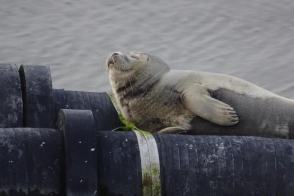 Het zeehondje lag zichtbaar te genieten.© WK