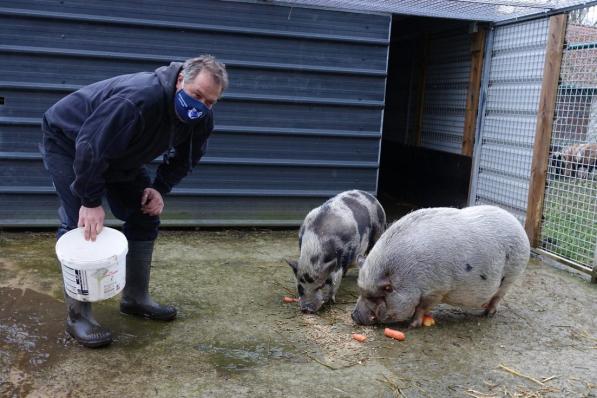 Verzorger Pascal De Bruycker bij de twee varkens.© AN