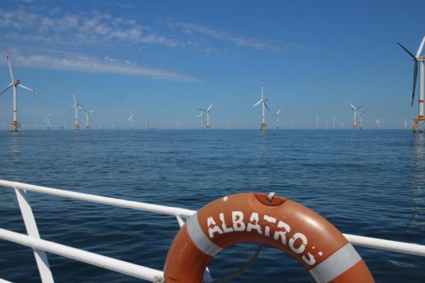 De windmolenparken voor onze kust gaan gepaard met meer leven in zee.© HH