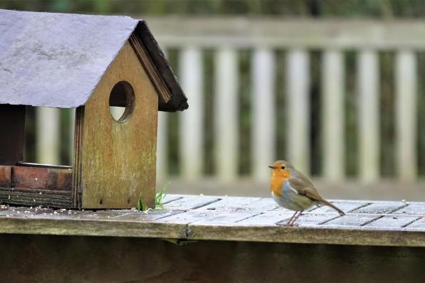 Een eenzaam roodborstje kwam even piepen aan het vogelhuisje van Trees.© AN