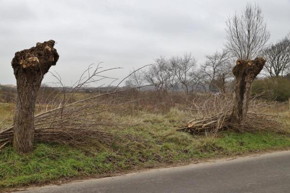 Knotwilgen worden best gesnoeid tussen november en maart.©Myriam Van den Putte MVQ