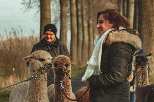 Je kan met de alpaca’s mooie natuurgebieden verkennen.© SR