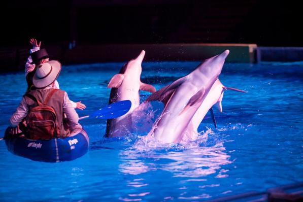 In het dolfinarium van het Boudewijn Seapark verblijven zes volwassen dolfijnen en twee kalfjes.© Davy Coghe