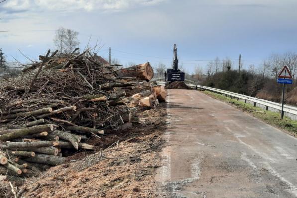 De bomen worden vervangen door nieuwe.© KVC