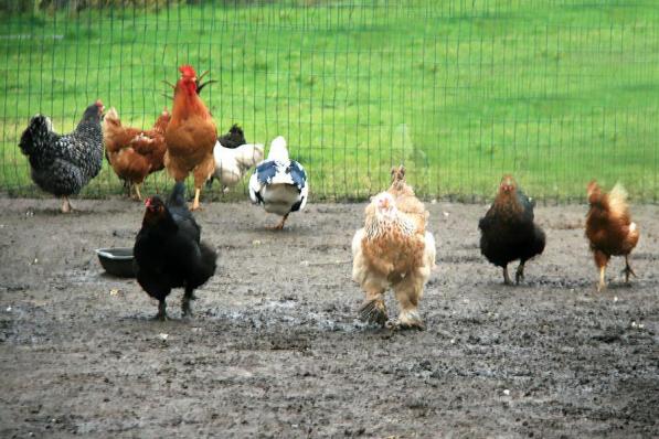 Er mogen geen gratis kippen meer worden gegeven of met korting worden verhandeld in Ingelmunster.©FODI FODI