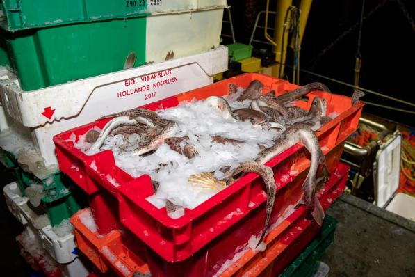 Zeventig procent van de gevangen vis, of 12.796 ton, werd aan wal gebracht in Belgische havens.© BELGA/KURT DESPLENTER