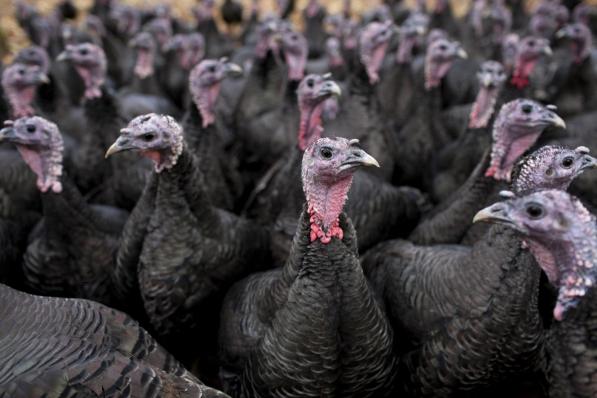 Er werden geen nieuwe besmettingen met het vogelgriepvirus H5N8 vastgesteld.©Nick David Getty Images