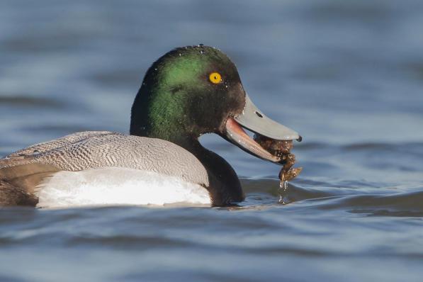 Het zeldzame diertje lijkt vooral te genieten van de krabben die in onze Leie zitten.© Vogelwerkgroep Zuid-West-Vlaanderen