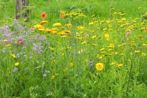 De zaadjes groeien uit tot een prachtig bloemenkleed.© Provincie West-Vlaanderen