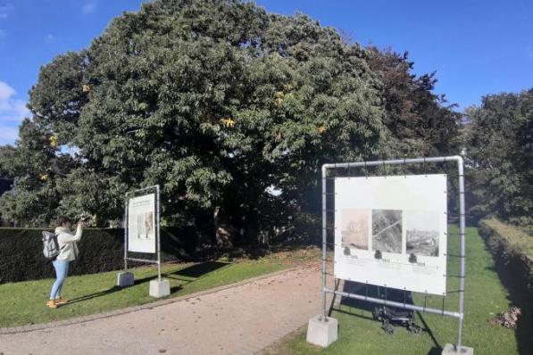 Wie een bezoekje brengt aan de Vierstammige Overlever, kan een QR-code scannen. Dan komt de boom eigenlijk een beetje tot leven en vertelt ze zelf haar verhaal.© (Foto TOGH)