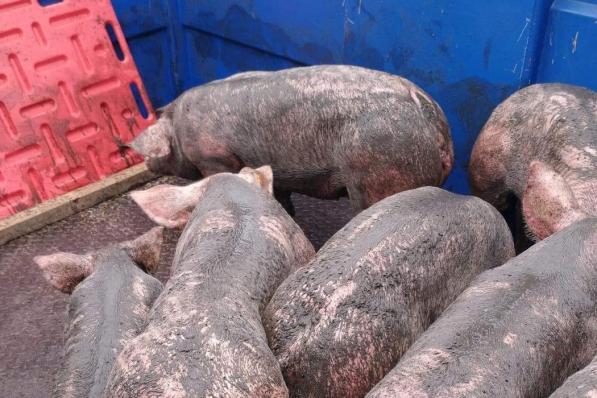 De geredde varkens kregen eerst een wasbeurt voor ze in een andere stal ondergebracht werden.© JH