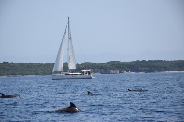 Dolfijnen kijken voor de kust van Lošinj. Een absolute must.© Peter Soete