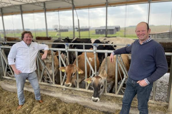 Chef Bert Recour (links) en Filip Louwagie bij de koeien van boerderij Den Overdraght.© TP
