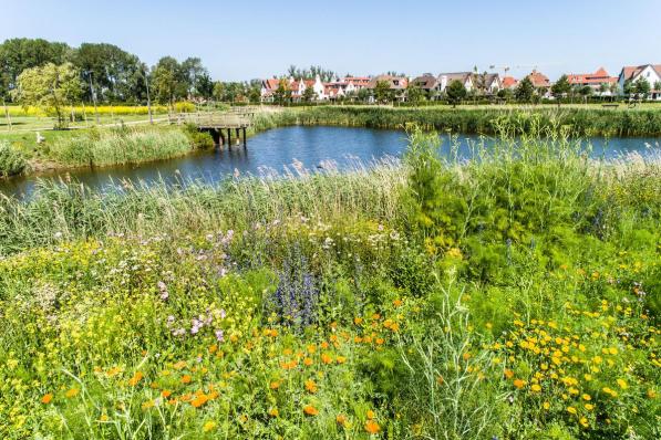 De bloemenweide van Wulpenhoek is de Europese nummer 1 op vlak van plantendiversiteit.© DM