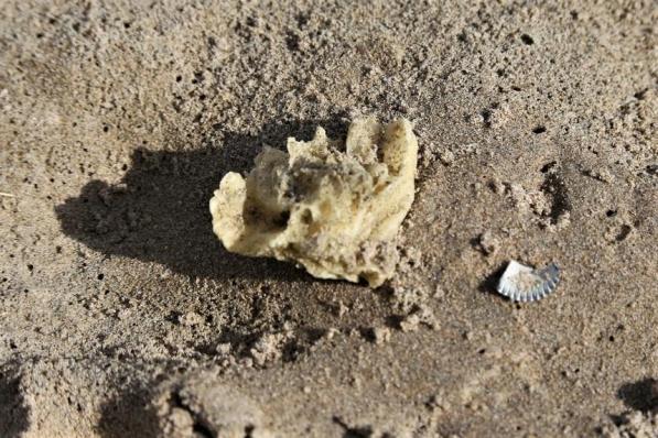 Paraffinebrokken liggen verspreid op het strand van Koksijde©MV