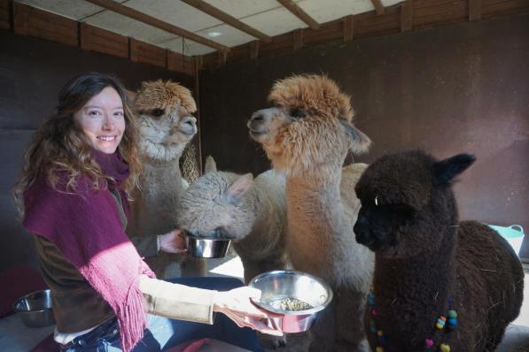 Kim wil via Alpaca Atelier haar liefde voor en kennis over alpaca’s graag delen.© TVA