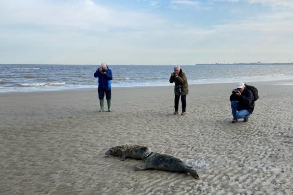 De zeehondjes werden vrijgelaten op het strand in Blankenberge.© WK