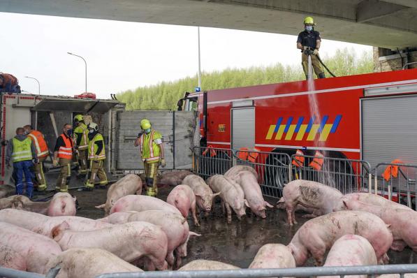 Eenmaal de varkens bevrijd spoot de brandweer water over alle dieren om hen af te koelen en tot rust te brengen.© CLL