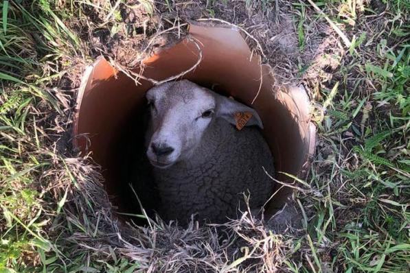Het schaap kon geen kant meer op.© JVMA