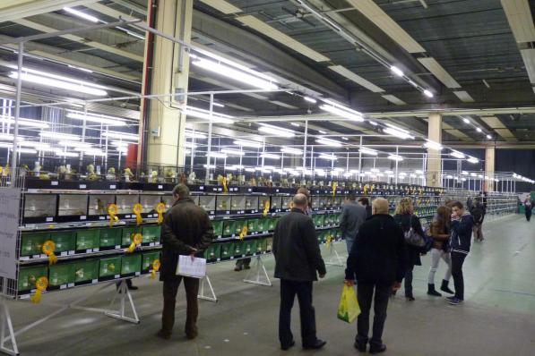 De Gouden Ring Show hoopt 10.000 euro in te zamelen en zo nieuwe verlichting te kunnen kopen.© gf