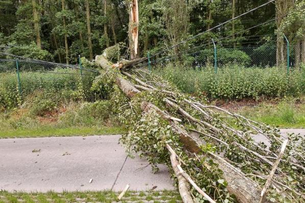 De omgevallen boom raakte enkele elektriciteitskabels.© BF