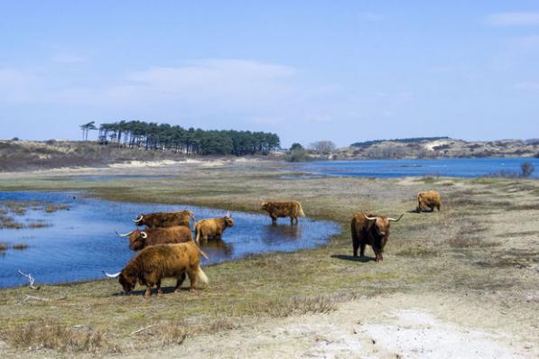 Les plus belles réserves naturelles des Pays-Bas