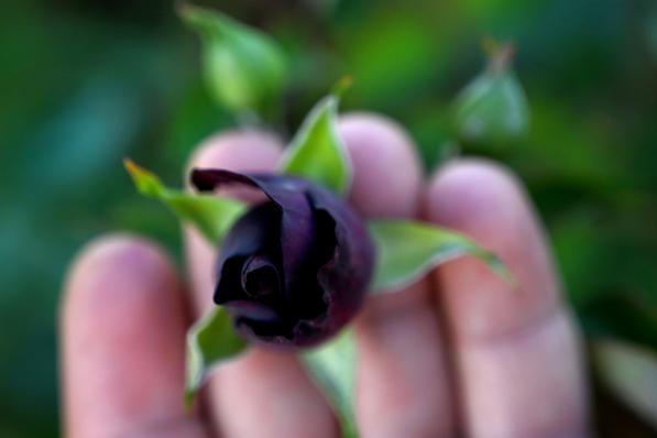 rose noire d'Halfeti